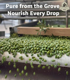 Ellora Farms, Certified PDO Extra Virgin Olive Oil, Traceable and Single Estate EVOO, Harvested in Crete, Greece, 1 Ltr Tin, 33.8 FL oz, Pack of 3