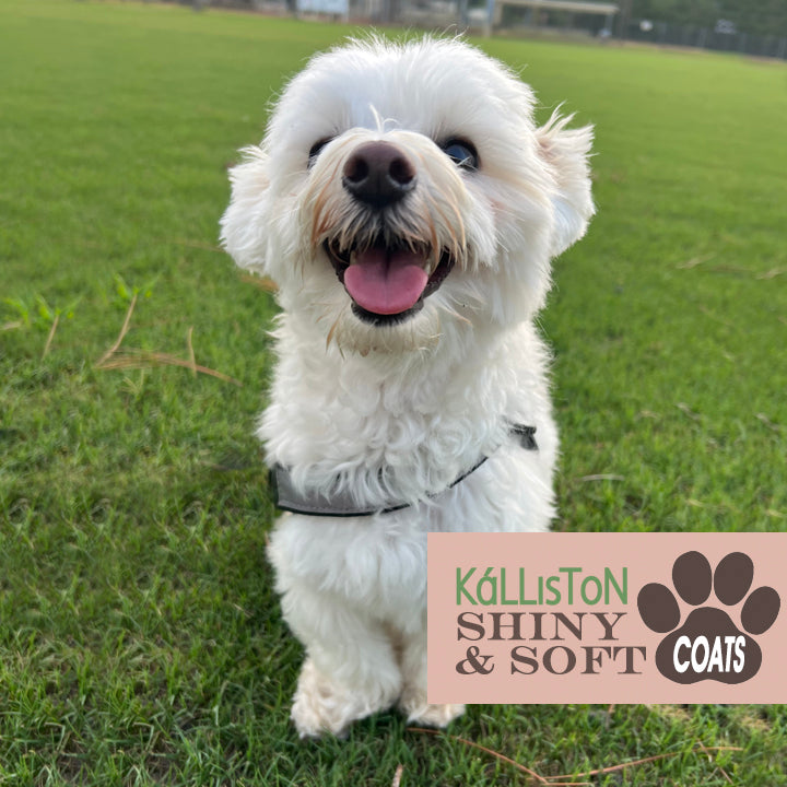 Puppy Dog Olive Oil Soap with Aloe Vera Extract, Shampoo Bar Soap, Itch Relief from Cedar Oil, Soap Base and Collapsible Water Dish, 130 Grams (White)