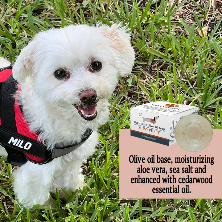 Puppy Dog Olive Oil Soap with Aloe Vera Extract, Shampoo Bar Soap, Itch Relief from Cedar Oil, Soap Base and Collapsible Water Dish, 130 Grams (Blue)